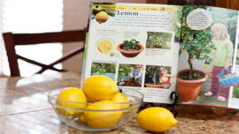 lemon - Students, Britannica Kids