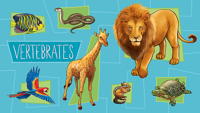 LeapStart™ Amazing Animals with Conservation 30+ Page Activity