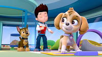 Waze Lets PAW Patrol Pups Give Directions
