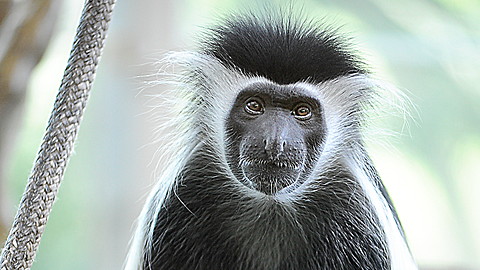 Wild Animal Baby Explorers: The Marvelous World of Monkeys