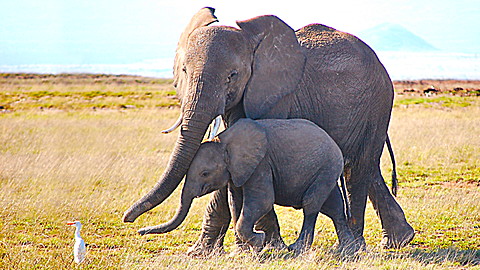 Wild Animal Baby Explorers: Moms are the Best!