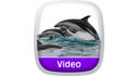 Wild Animal Baby Explorers: Dolphins, Fish and Surprising Swimmers View 6