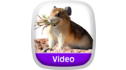 Wild Animal Baby Explorers: Hooray for House and Home View 6