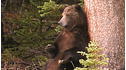 Wild Animal Baby Explorers: Berry Special Bears View 4