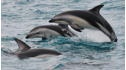 Wild Animal Baby Explorers: Dolphins, Fish and Surprising Swimmers View 1