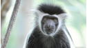 Wild Animal Baby Explorers: The Marvelous World of Monkeys View 1