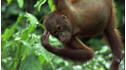 Wild Animal Baby Explorers: The Marvelous World of Monkeys View 4