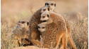 Wild Animal Baby Explorers: African Safari Adventure View 1