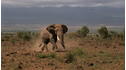 Wild Animal Baby Explorers: African Safari Adventure View 4